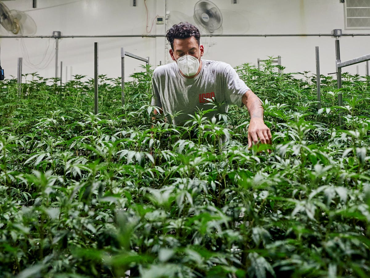 A man checking cannabis plants inside a cannabis cultivation indoor facility