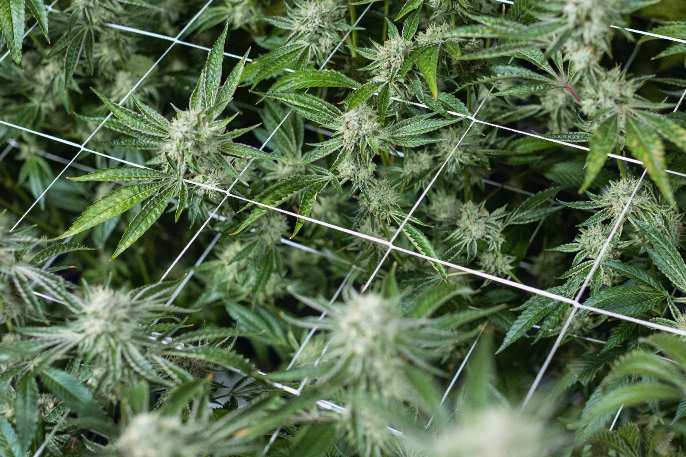 Close up of indoor cannabis flowers under a net