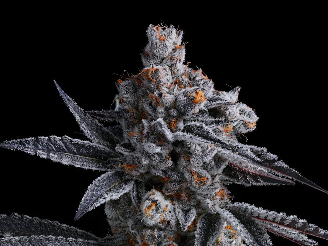 A close up of a nug of Fig Farms cannabis flower