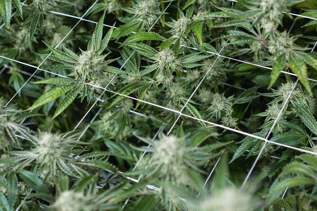 Many cannabis plants in an indoor grow