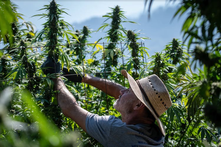 A man carefully tends a cannabis plant among a field
