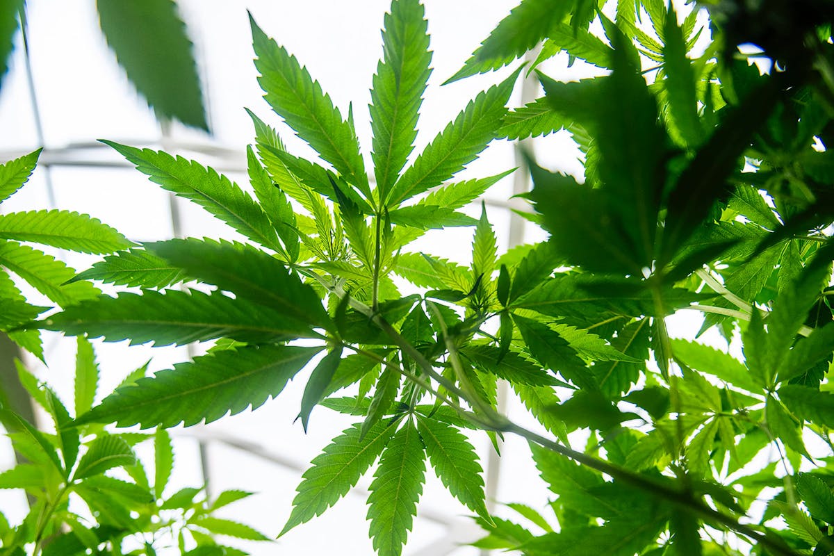 Cannabis leaves inside a cultivation facility