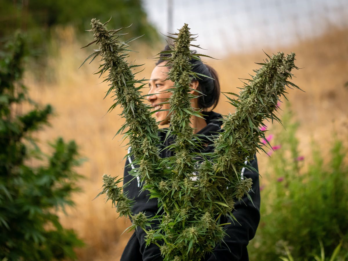 Woman behind cannabis plant, smiling